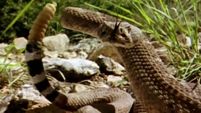 leopard vs big python snake real fight leopard wild big battle most amazing wild animal