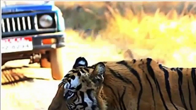 Tiger Vs Lion Best animals fights  with wild 2016 animals lion tiger bear attack  fight