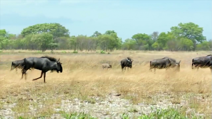 Wildebeest Vs Cheetah - Wildebeest Fight Back Cheetah - Wildebeest Launches Cheetah Into The Air