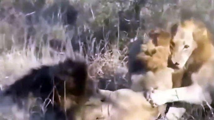 African Animals- Lion kill lion- Wild Animal fighting most Amazing Animal Fight