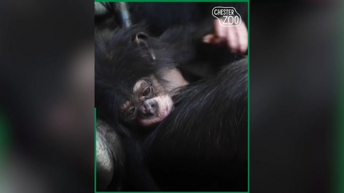 World’s rarest chimpanzee born in British zoo