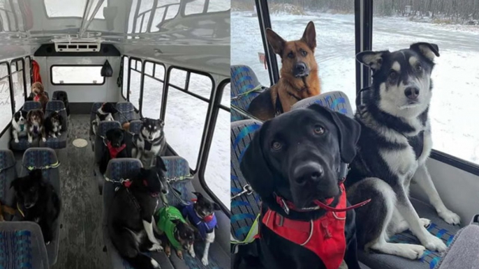 Adorable pups go viral as they ride 'doggy day care' bus 'like humans'