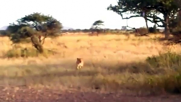 Lion attack most amazing wild animal attacks crocodile elephant lion buffalo zebra