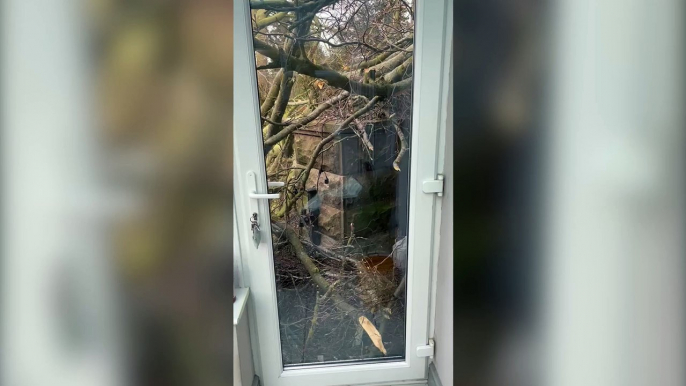 Tree crashes through roof of Derbyshire mum's home - on Friday the 13th