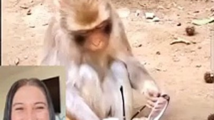 Monkey funny video