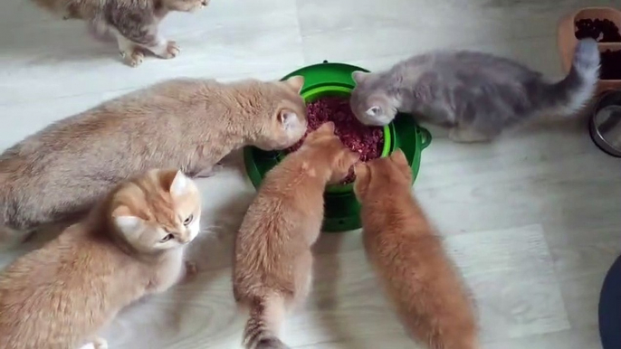 Tasty Dinner . British Shorthair kittens _ Kittens meows