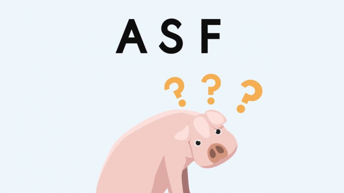 Do you know what the African swine fever is?