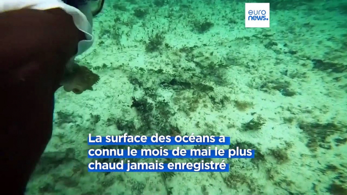 Journée mondiale des océans : La lutte contre le réchauffement, une priorité pour la santé des mers