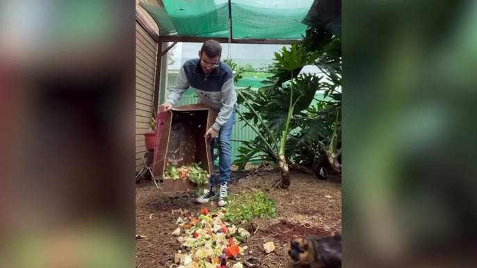 NEW VIDEO: Man has 80 guinea pigs in his back garden and spends £8k a year on his furry friends