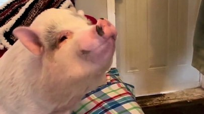 Pig Enjoys Second Breakfast