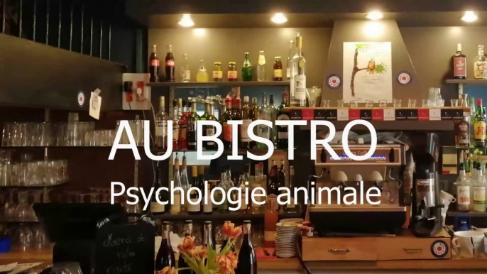 AU BISTRO -  Psychologie animale