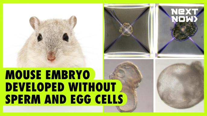 Mouse embryo developed without sperm and egg cells | Next Now
