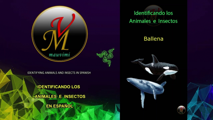 Identificando los Animales e Insectos en Español