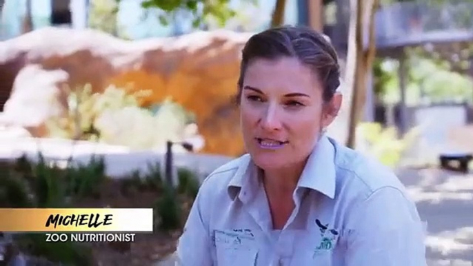 Inside Taronga zoo - Se1 - Ep03 HD Watch