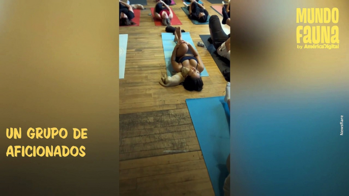 Ternura relajante: cachorros ayudan a practicantes de yoga a realizar sus ejercicios