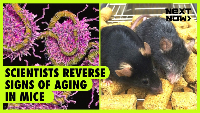 Scientists reverse signs of aging in mice | NEXT NOW