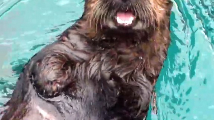 Cutest otter celebrate his 5 year anniversary