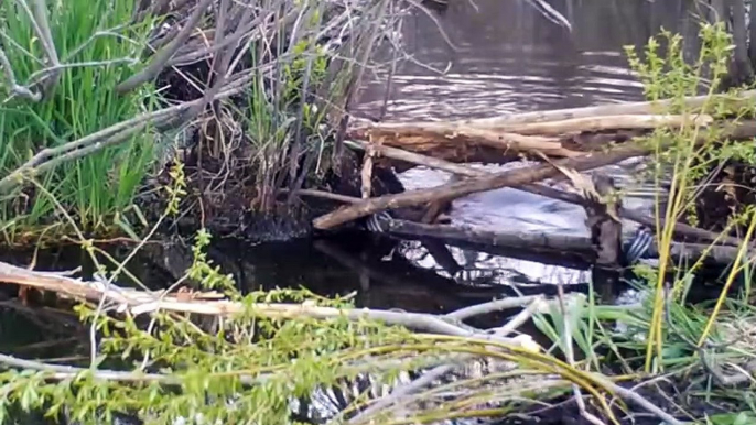 Catch GIANT Wild Canadian Beavers - Trap, Clean, Cook, Eat