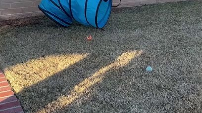 Storm The Heeler Playing in Agility Tunnel