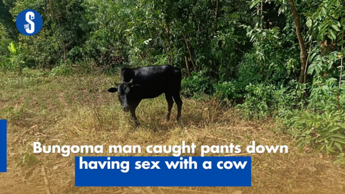 Bungoma man caught pants down having sex with a cow