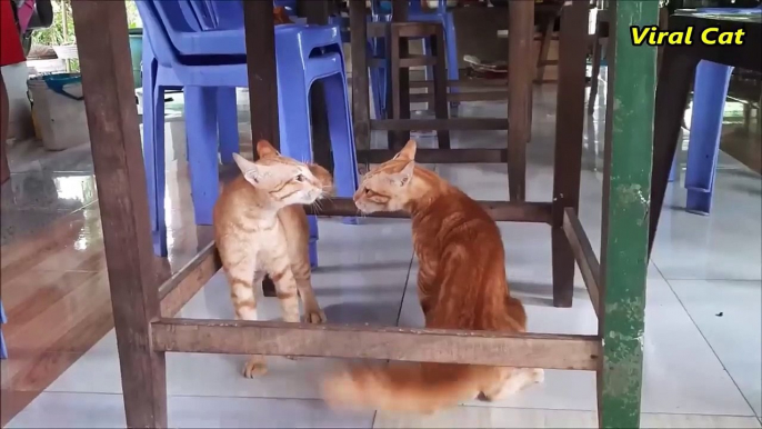 Cats Fighting and Meowing - These Two are Bloody Brothers