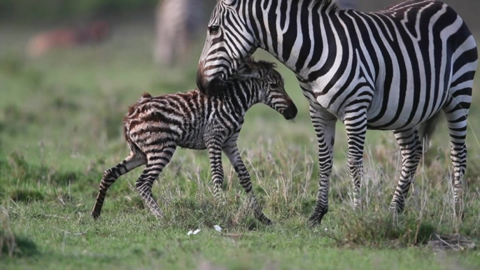 Moment baby zebra makes first steps immediately after being born
