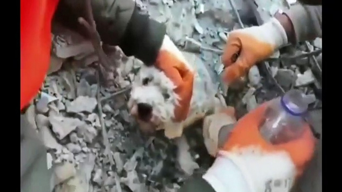 Terremoto in Turchia, le immagini dei cani salvati dopo diversi giorni dalle macerie