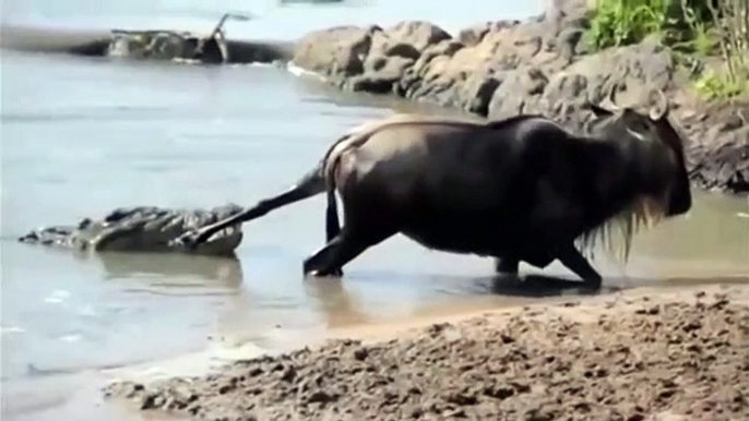 Crocodile vs Wildebeest  battle at krugar  Crocodile attack wildbeast,buffalo vs crocodile