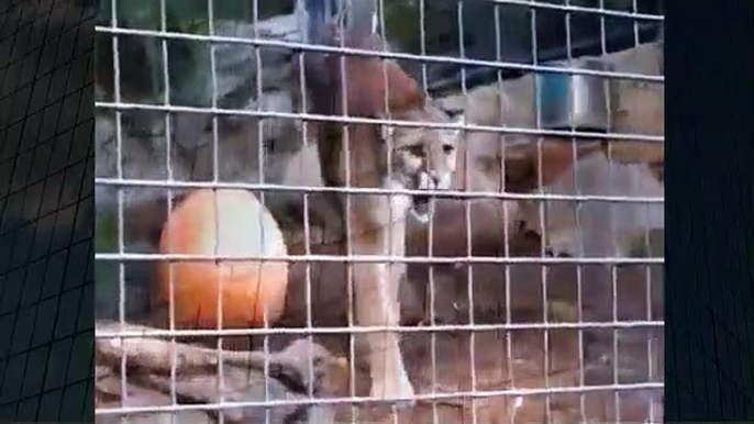 Mountain Lion Ready To Attack Best Wild Animal Videos   Animal Attacks And Loves when animals attack (2)