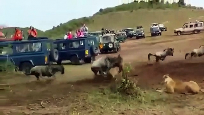 RARE FOOTAGE- Male Lion Slays Wildebeest