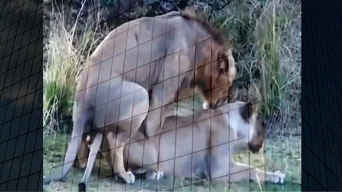 Lion Making Love Mating Animals   Animal Attacks And Loves when animals attack (2)