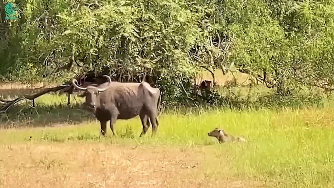 15 Scary Moment Angry Buffalos Kill Lions & Leopards To Avenge Baby Buffaloes   Animals Fight