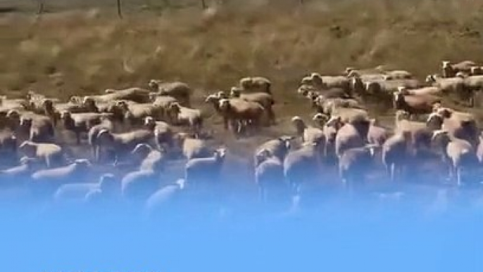 Du khách Úc lọt vào đàn cừu khi cố băng qua đường làng