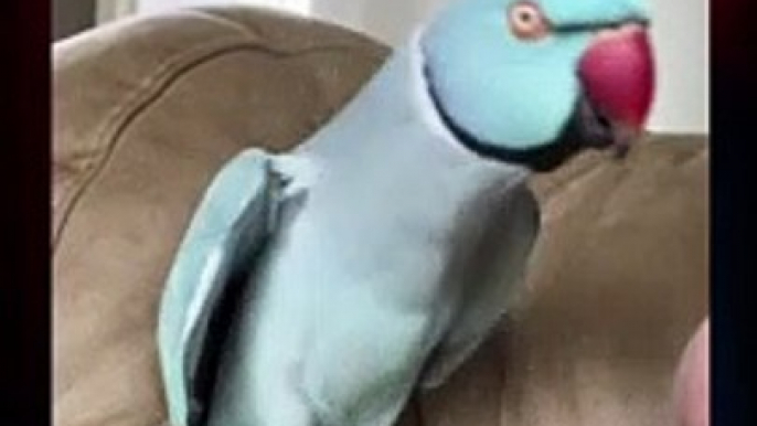 Amazing  Cute Parrot kissing her Owner Amazing Parrot Video So Cute #viral #foryou #shorts funny parrot...