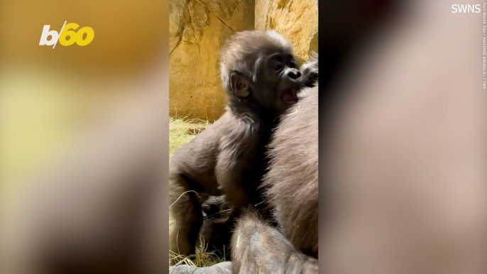 Baby Gorilla Takes His First Wobbly Steps