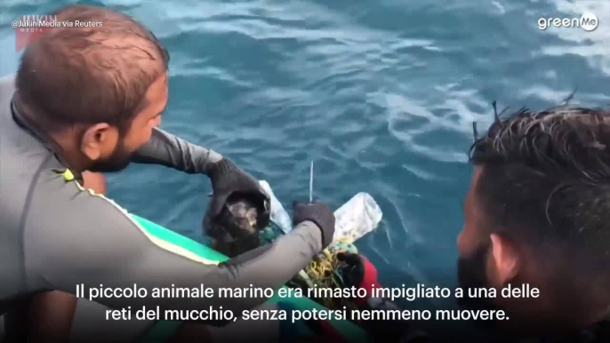 Tartaruga marina salvata da un groviglio di rifiuti