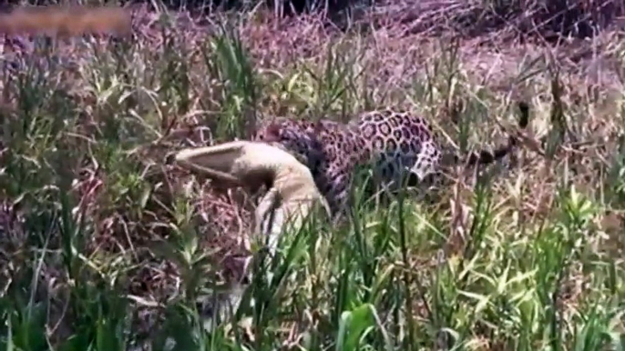 Wild Animals Fight To The Death HD (Lion, White Lion,Tiger,Leopard,Snow Leopard,Hyena,Jaguar)