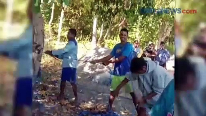 Paus Biru Raksasa Terdampar di Alor, Begini Penampakannya