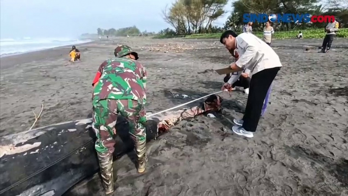 Kronologi Paus Terdampar di Pantai Bugel dengan Tubuh Penuh Luka