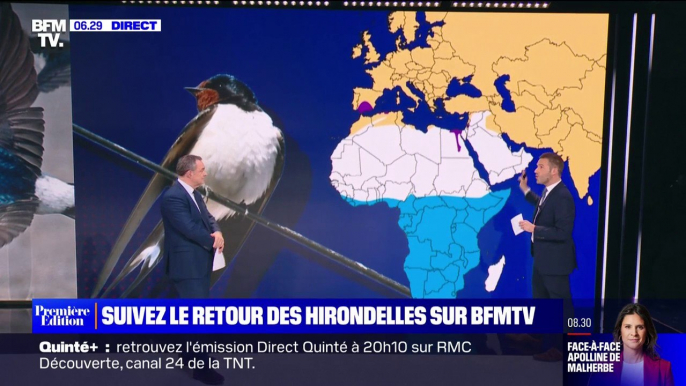 La météo des hirondelles, le nouveau rendez-vous chaque vendredi sur BFMTV pour suivre leur migration