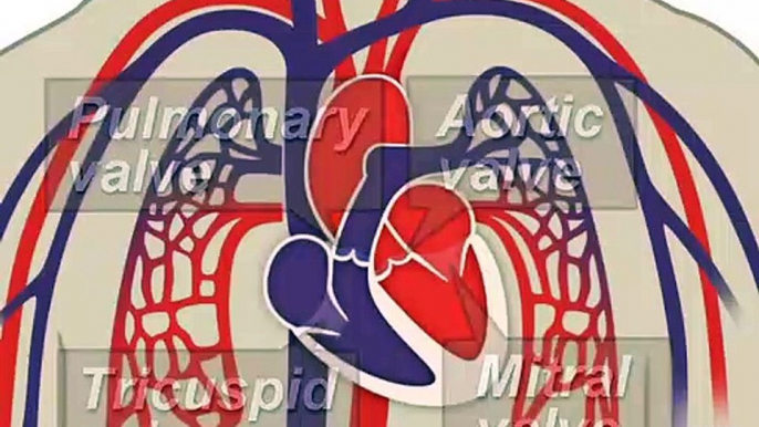 The Heart and Circulatory System