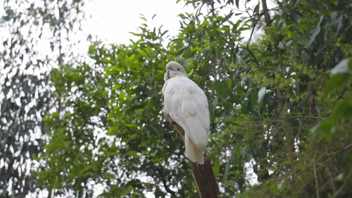 kingdom of Parrots Macaw Cockatoo  Birds wildlife