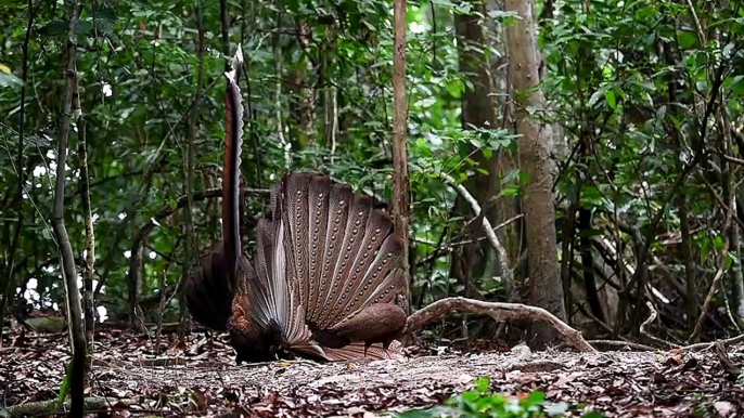 Argusianus argus Bird dance masti|#argus dance|#Bird video