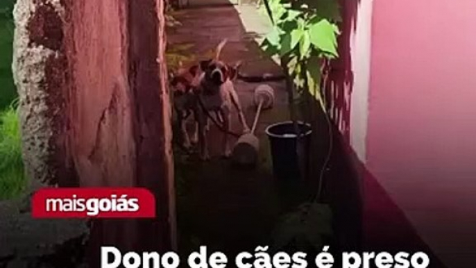 Policiais civis de Jaraguá prenderam o dono de dois cães por maus-tratos dos animais. A Polícia Civil chegou até o homem após receber denúncias.  De acordo com a denúncia, os dois cães de médio porte estariam amarrados bem perto um do outro, em local aber