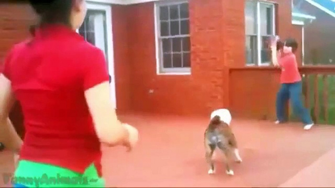 Funny Animals Jump Fails Compilation 2015 - Funny Videos - Hahaha