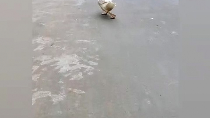 funny dancing duck / funny animals vedios.