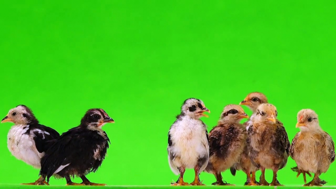 chicken Chicks pet birds animal green screen video effect HD
