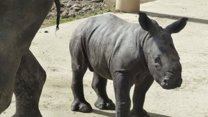 Safari de Peaugres : naissance exceptionnelle d'un bébé rhinocéros blanc en Ardèche