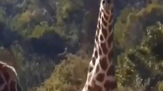 Giraffes fight with their necks.