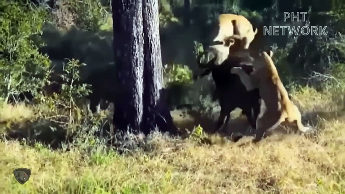 4 Lions Almost lost Their lives Because They dared To Hunt Fierce Buffaloes